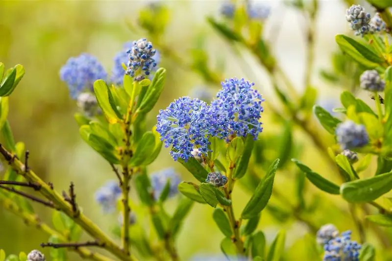 ceanothus impr. 'victoria' (80-100 cm) - afbeelding 4