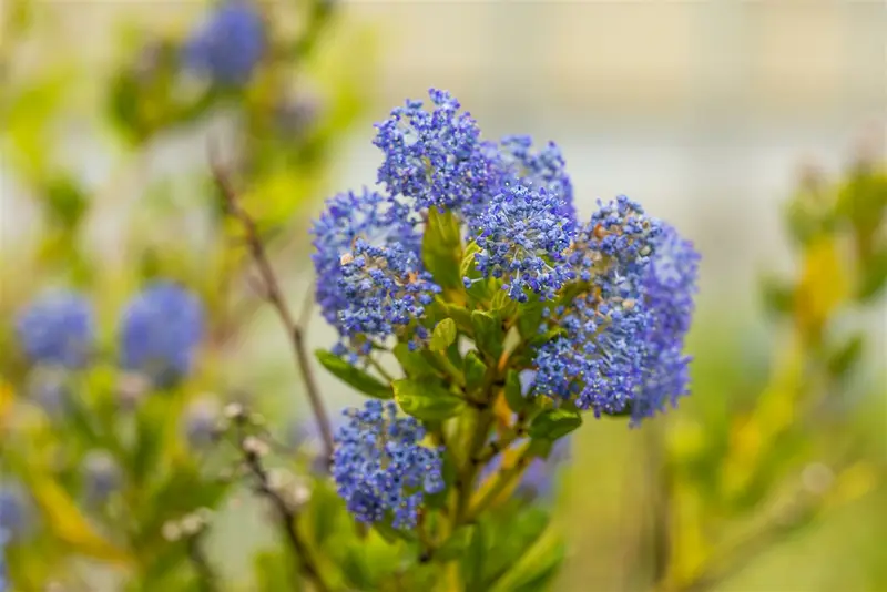 ceanothus impr. 'victoria' (80-100 cm) - afbeelding 2