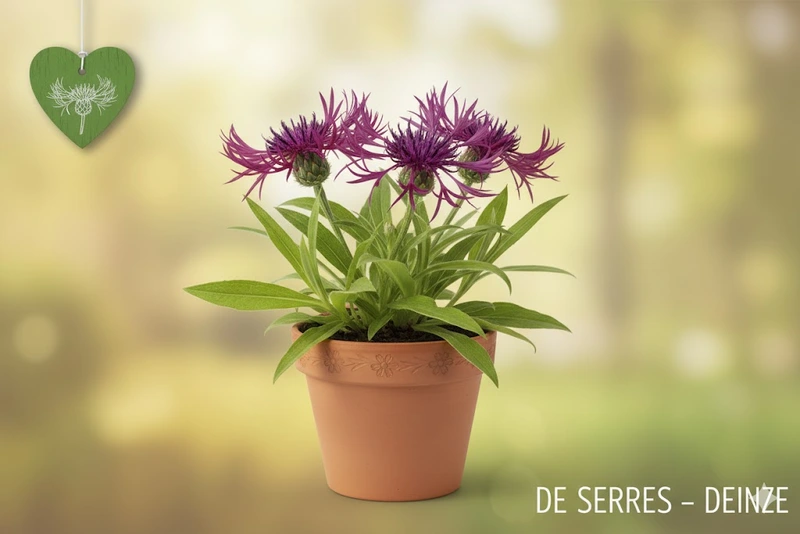 Centaurea mont. 'Jordy' P9