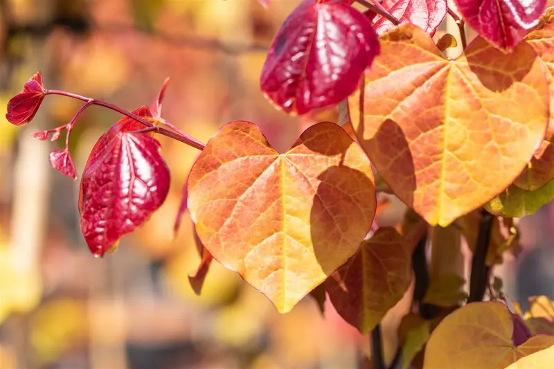 cercis can. 'eternal flame' (175-200 cm) - afbeelding 2