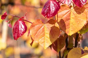 cercis can. 'eternal flame' (175-200 cm) - afbeelding 2