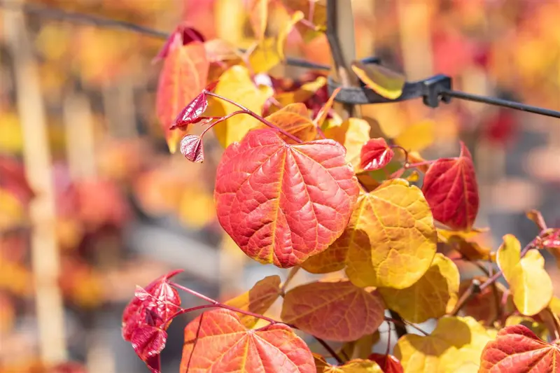 cercis can. 'eternal flame' (175-200 cm) - afbeelding 3