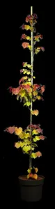 cercis can. 'eternal flame' (175-200 cm) - afbeelding 1