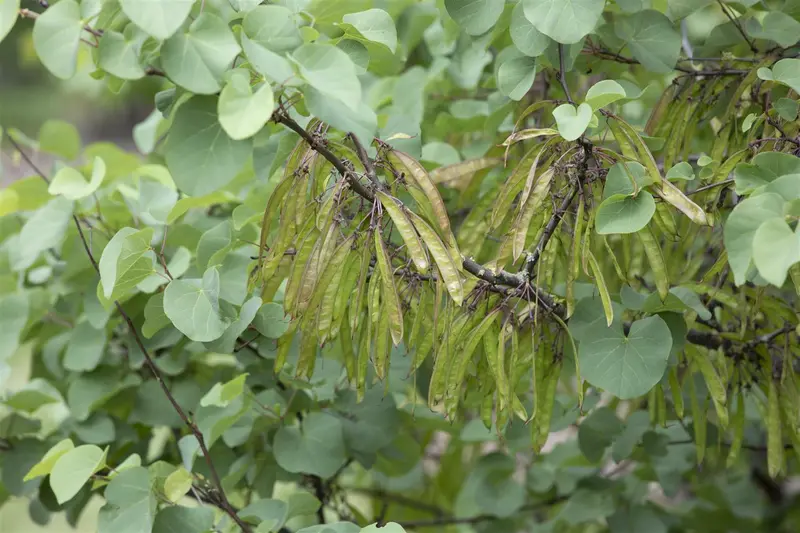 cercis siliquastrum 14/16 - afbeelding 1