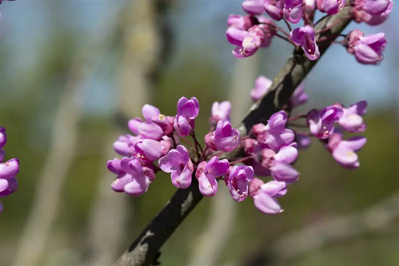 cercis siliquastrum 14/16 - afbeelding 2