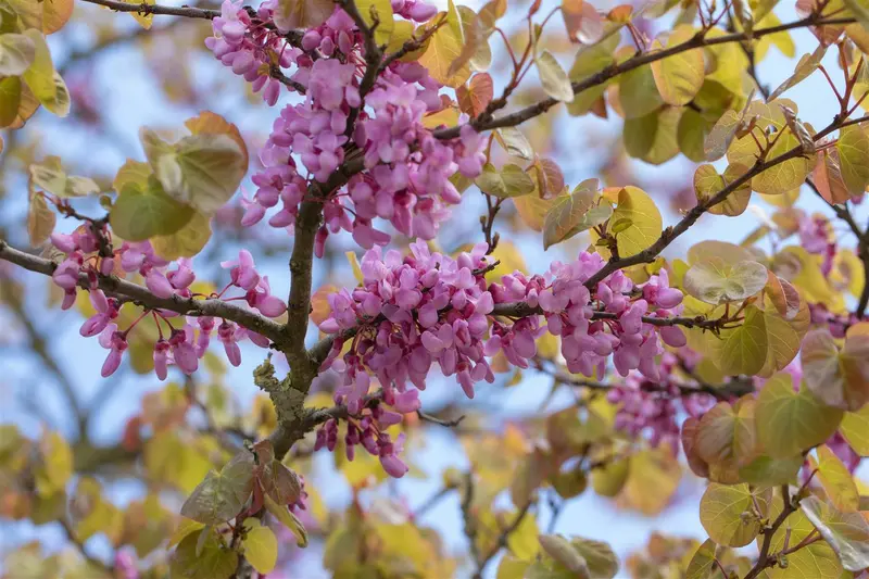 cercis siliquastrum 14/16 - afbeelding 3