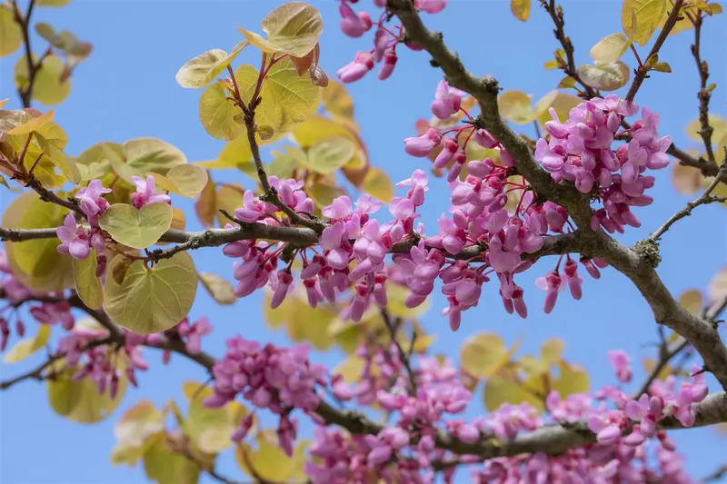 cercis siliquastrum 14/16 - afbeelding 4