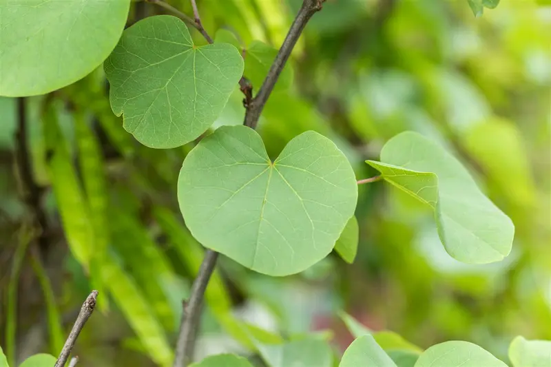 cercis siliquastrum 14/16 - afbeelding 5