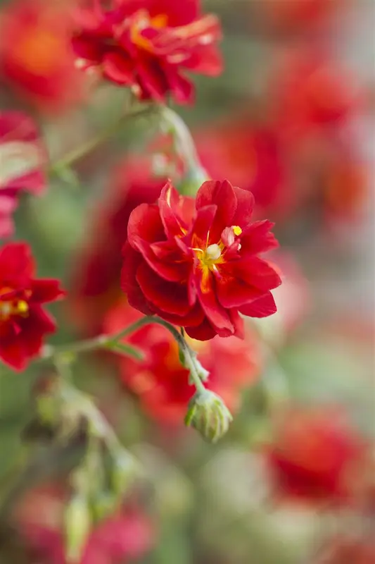 helianthemum 'cerise queen' P9 - afbeelding 1