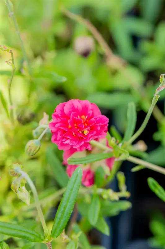 helianthemum 'cerise queen' P9 - afbeelding 3