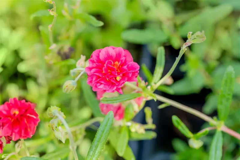 helianthemum 'cerise queen' P11 - afbeelding 2