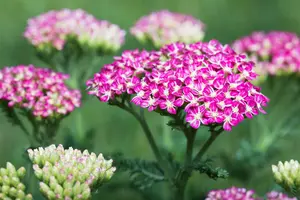 achillea millefolium cerise queen P10.5