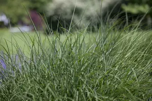 deschampsia cespitosa P11 - afbeelding 2