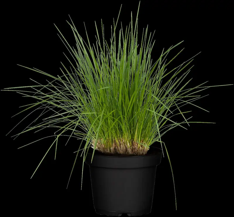 deschampsia cespitosa P11 - afbeelding 3