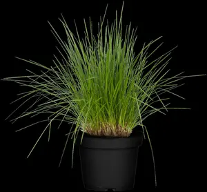 deschampsia cespitosa P11 - afbeelding 3