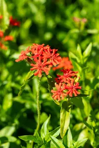 lychnis chalcedonica P9 - afbeelding 4