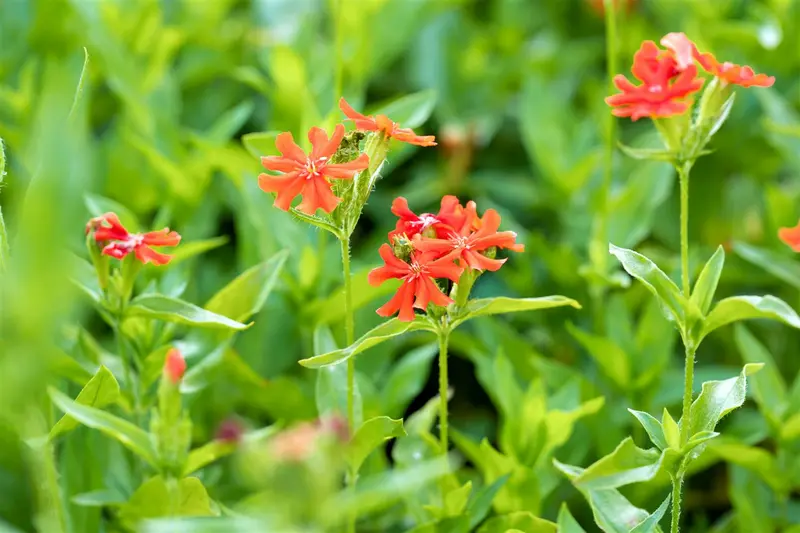 lychnis chalcedonica P10.5 - afbeelding 2