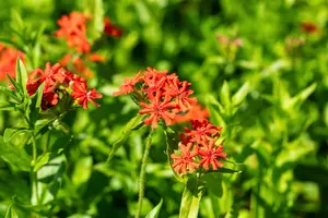 lychnis chalcedonica P10.5 - afbeelding 3