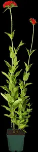 lychnis chalcedonica P9 - afbeelding 1