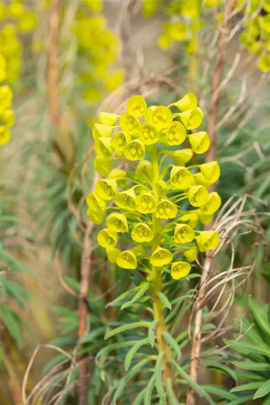 euphorbia char. 'wulfenii' P9 - afbeelding 5