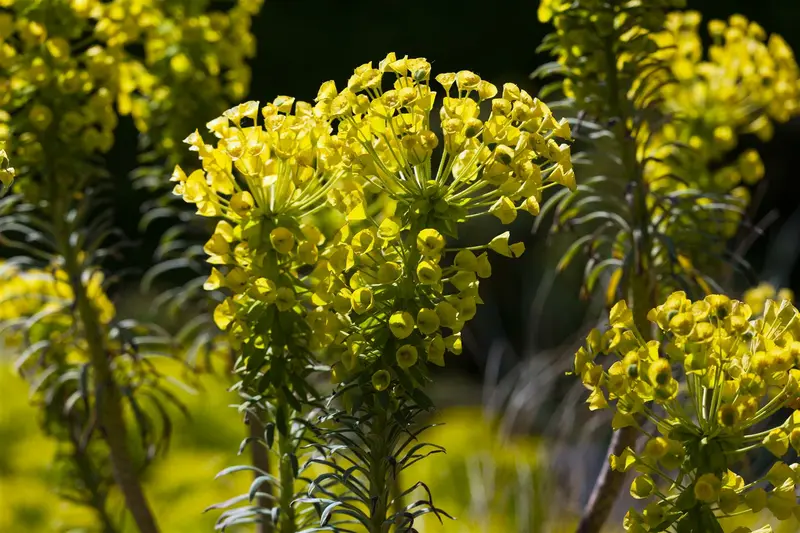 euphorbia char. 'wulfenii' P9 - afbeelding 1