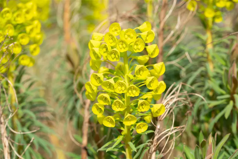 euphorbia char. 'wulfenii' C2 - afbeelding 4