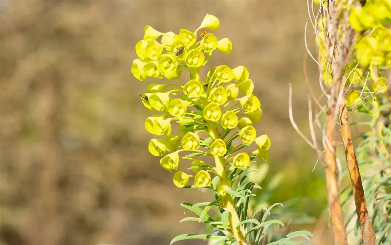 euphorbia char. 'wulfenii' P11 - afbeelding 3