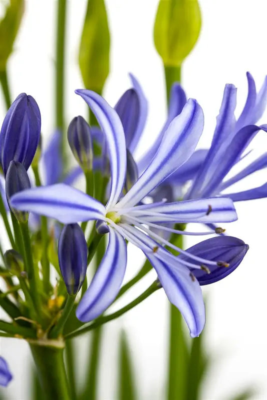 Agapanthus hybr. 'Charlotte'® P9 - afbeelding 2