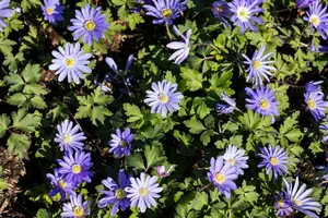 Anemone blanda 'Charmer' P9 - afbeelding 2