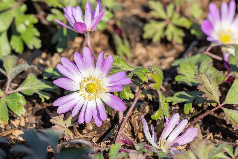 Anemone blanda 'Charmer' P9 - afbeelding 1