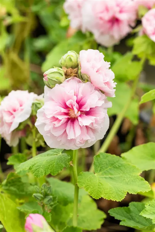 alcea rosea chater's rose P10.5 - afbeelding 2