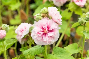 alcea rosea chater's rose P10.5 - afbeelding 1