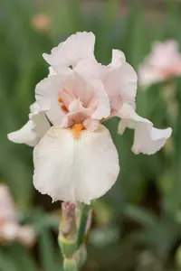 iris (germ.) 'cherished' P9