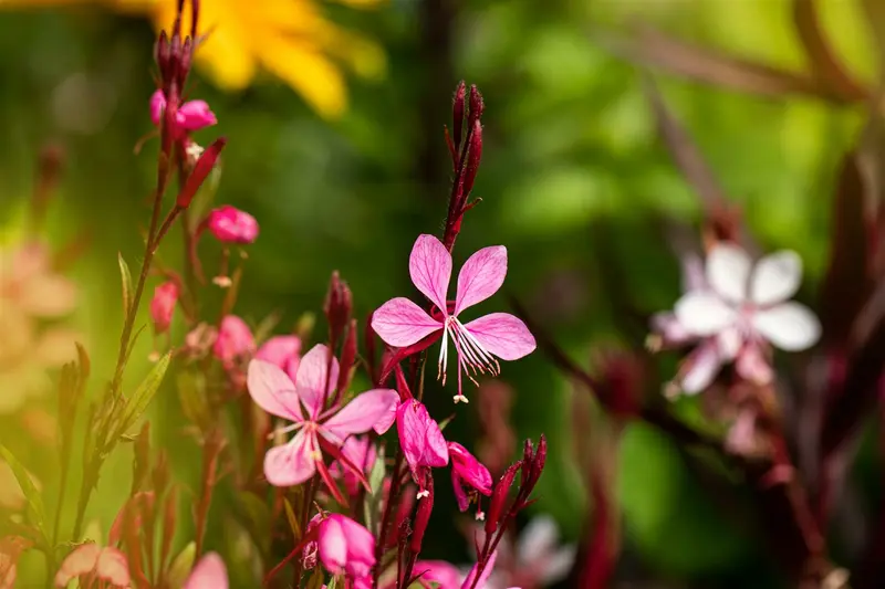 gaura lindh. 'cherry brandy' P9