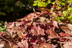 heuchera hybr. 'cherry cola'® P9