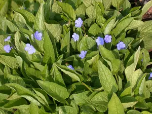 omphalodes capp. 'cherry ingram' P9