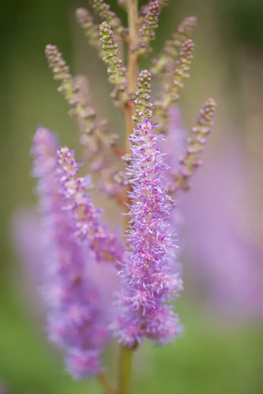 astilbe chin. 'pumila' P11 - afbeelding 1