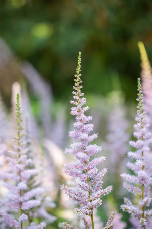 astilbe chin. 'pumila' P11 - afbeelding 2