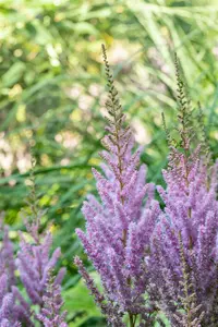 astilbe chin. 'pumila' P11 - afbeelding 5