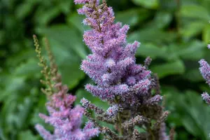 astilbe chin. 'pumila' P11 - afbeelding 3