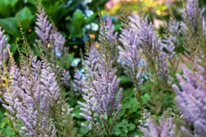 astilbe chin. 'pumila' P11 - afbeelding 4