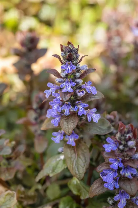 ajuga 'chocolate chips' P11 - afbeelding 2