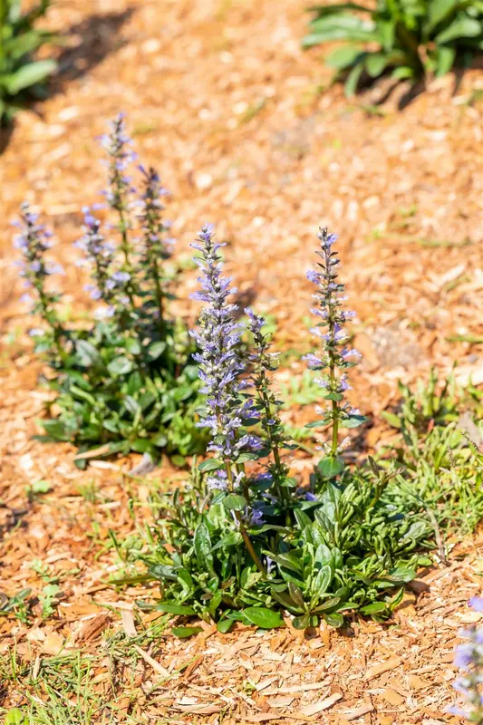 ajuga 'chocolate chips' P11 - afbeelding 4