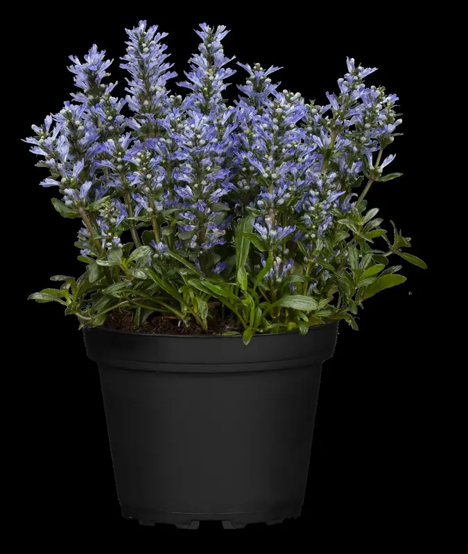 ajuga 'chocolate chips' P11 - afbeelding 1