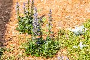 ajuga 'chocolate chips' P11 - afbeelding 3