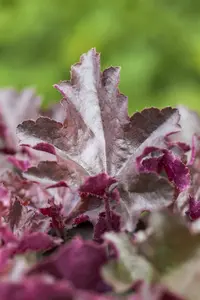 heuchera hybr. 'chocolate ruffles'® P9 - afbeelding 2