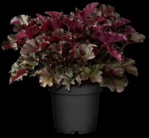 heuchera hybr. 'chocolate ruffles'® P9 - afbeelding 1