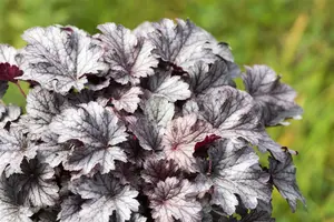 heuchera hybr. 'cinnabar silver'® P9 - afbeelding 1