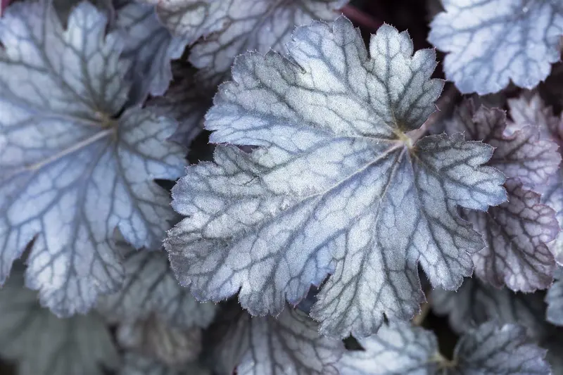 heuchera hybr. 'cinnabar silver'® P9 - afbeelding 2