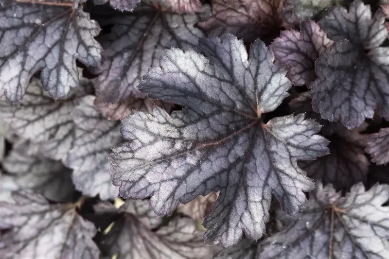 heuchera hybr. 'cinnabar silver'® P9 - afbeelding 3